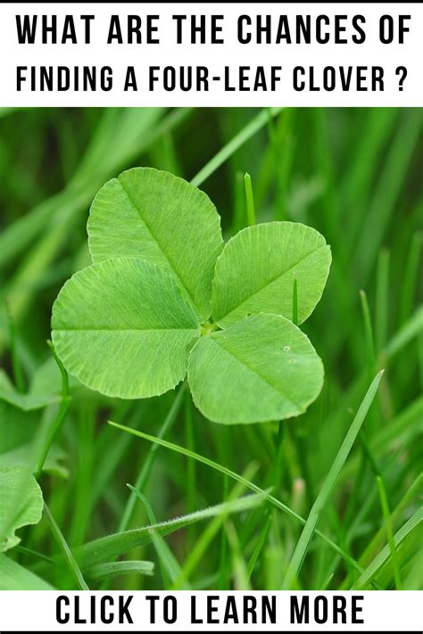 what are the odds of finding a 4 leaf clover